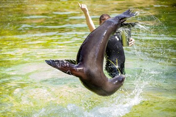 Poster - Cute sea lion doing tricks and jumping in the water