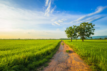 Dirt Road And Green Rice Field In Tha Farmland Before Sunset, Beautiful Countryside In Thailand