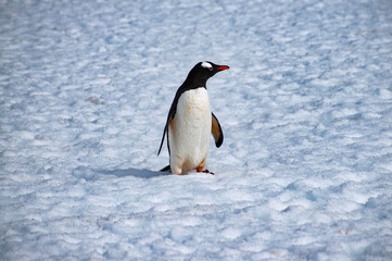 Wall Mural - A gentoo penguin standing on the snowy landscape of Antarctica.  