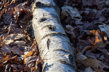 Poster - tree trunk of a birch