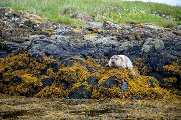 Wall Mural - Wild seal (Phoca vitulina) on a rock on the bank of a lake in Scotland