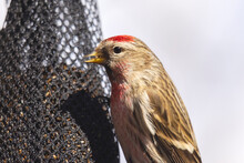 A Male Redpoll Hangs Onto The Side Of A Net Feeder Filled With Nyjer Seed.