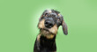 Portrait concentrate dachshund puppy dog tilting head side. Isolated green background