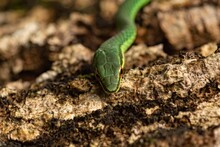 Closeup Shot Of A Baron's Green Racer In The Sand