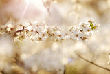 Kwitnąca gałązka wiśni w blasku słońca.  Gęste kwiaty drzewa wiśni 
