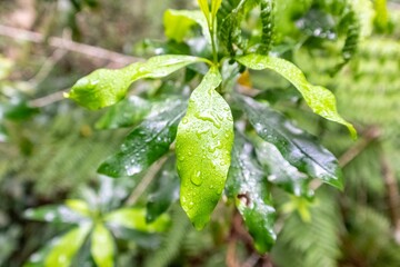 Wall Mural - Water droplets on plant leaves in Knysna Forest