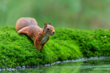 Wall Mural - eurasian red squirrel (sciurus vulgaris) baby searching for food in the forest in the netherlands.