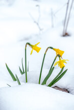 Closeup Of Daffodil Flowers (Narcissus) Growing In Snow