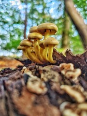 Sticker - Vertical shot of wild mushrooms in the forest in daylight in a blurred background