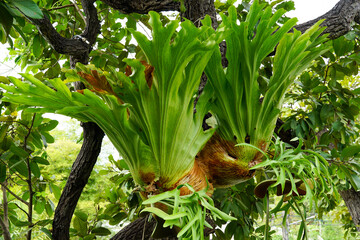 Staghorn fern perched on a large tree It is often used as an ornamental plant. The roots can be used as a substrate for orchids or fern spores. Soft and selective focus.