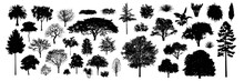 Tree Silhouettes, Side View Black, Set Of Graphics Trees Elements Outline Symbol For Architecture And Landscape Design Drawing. Vector Illustration In Stroke Fill . Tropical, Oak, Maple, Poplar, Birch