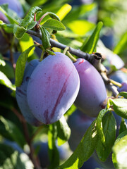 Wall Mural - Ripe plum fruit (Prunus domestica) on branch of tree. Fresh bunch of natural fruits growing in homemade garden. Close-up. Organic farming, healthy food, BIO viands, back to nature concept.