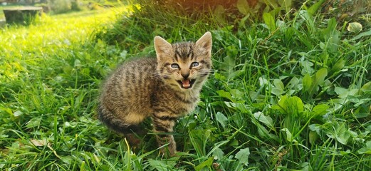 Poster - Panoramic shot of an adorable tabby kitten roaring in the grass