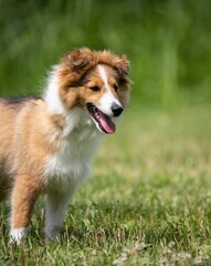 Poster - Vertical closeup of an adorable Sheltie puppy, furry dog captured playing on the green grass