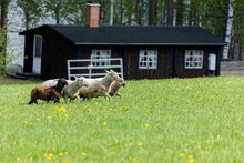 Group Of Little Cute Sheep Run Across The Field In Front Of The House