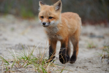 Wall Mural - wild baby red fox at the beach, nova scotia, canada