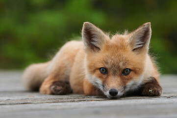Wall Mural - wild baby red fox laying down at the beach, nova scotia, canada
