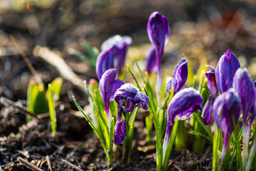 Wall Mural - First Spring crocus flowers in frost