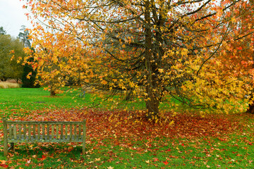 Wall Mural - Bench in the autumn Park. Yellow maple leaves in the old city Park. . Autumn yellow tree.