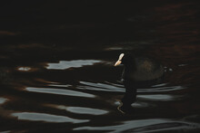 Closeup Of Water Bird Eurasian Coot Fulica Atra Swimming In The Lake