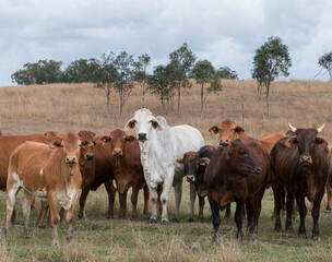 Mixed herd of cattle that are often found roaming freely in Queensland, Australia.