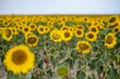 Beautiful view of a sunflower field