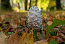 Single Canine Mushroom In Autumn Leaves