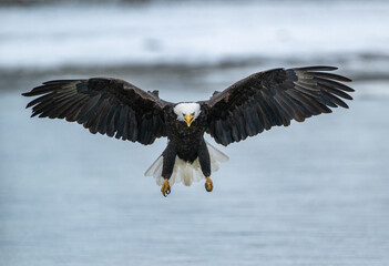 Sticker - Bald eagle