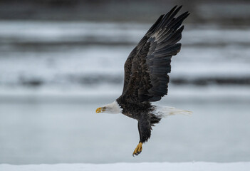 Sticker - Bald eagle