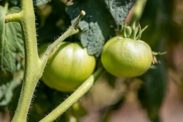 Wall Mural - Closeup of green tomatoes growing in a garden