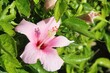 Closeup shot of a pink hibiscus flower in a garden under the bright sun