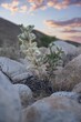 Vertical shot of the chollas growing in the field between the rocks in the sunset