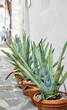 Aloe plants in pots outdoors