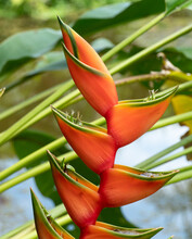 A Helicônia Bihai, Ou Pássaro-de-fogo, é Uma Planta Tropical . Nativa Da Floresta Amazônica, Chama A Atenção Pelo Colorido Vibrante