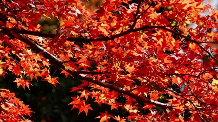 Wall Mural - dramatic view of red maple leaves on a tree blowing in wind in autumn or fall, nature or travel