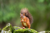 Rare red squirrel with a bushy tail in North Yorkshire, England on a stone wall