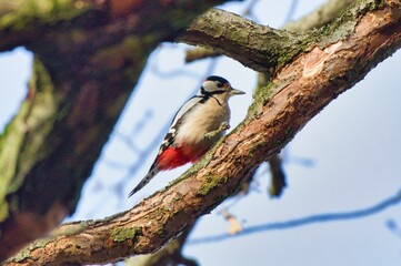 Poster - Closeup of a cute woodpecker standing on the tree branch pecking and making a hole