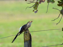 Guira Cuckoo Bird Sitting On A Cattle Pasture Fence