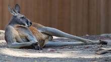 Resting Red Kangaroo