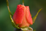 Fototapeta Tulipany - rose buds close up, dew drops