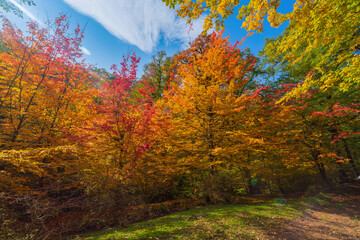 Wall Mural - Colorful autumn deciduous forest scenery