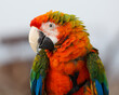 Camelot Macaw Portrait