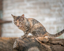 Portrait Of A Gray Cat On A Log Against A Gray Wall.