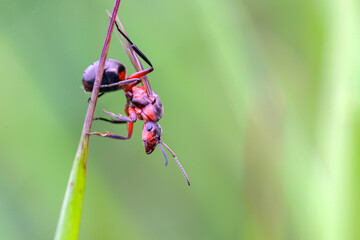 Wall Mural - the ant in the macro scale on a green background. beautiful strong jaws of red ant close-up.