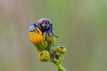 Wall Mural - housefly, blowfly or blowfly sarcophagidae parasite insect pest on plant bud. risk of disease transm