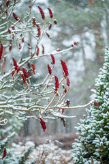 Canvas Print - winter garden with snowy plants