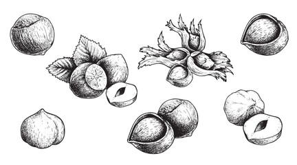 Sticker - Hazelnuts set. Hand drawn sketch style forest nuts collection. Organic healthy food. Best for packaging design. Engraved style. Isolated on white background.