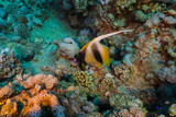Fototapeta Do akwarium - Red sea coral reef in Aqaba, Jordan. Pannanfish. 