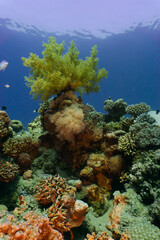 Wall Mural - Red sea coral reef in Aqaba, Jordan.