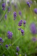 Selective focus of English lavender with green plants in the garden, vertical shot